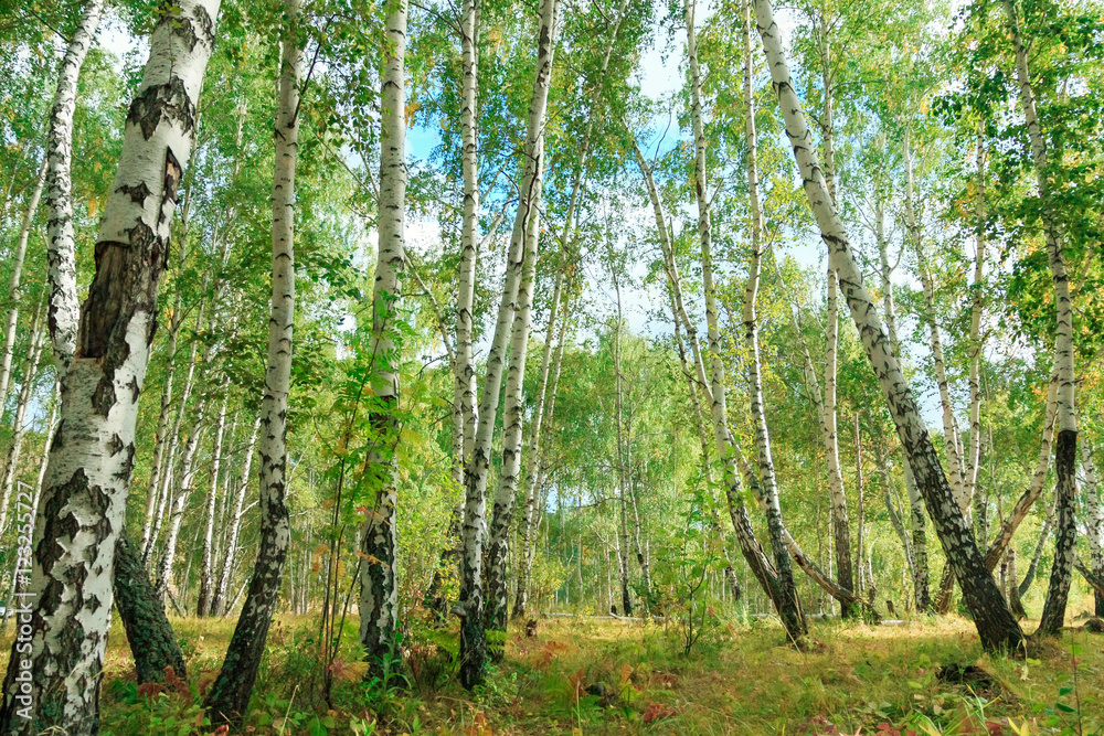 Naklejka premium Birch tree forest in autumn with sunset sunlight