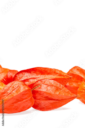 Orange Lampionblumen (Physalis)