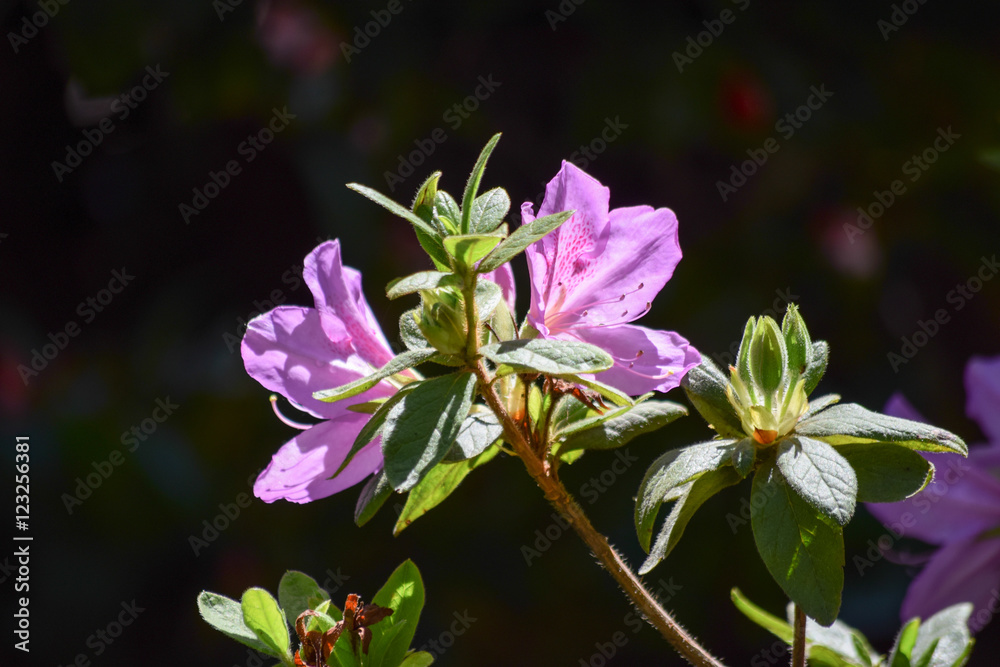 Flores lila en rama contra fondo oscuro y borroso. Flores lila en rama contra fondo oscuro y borroso.