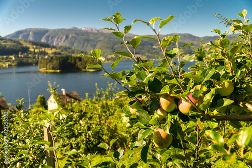 Apfelbäume am Fjord