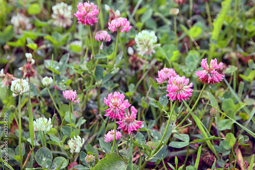 Trifolium pratense or the red clover flowers buds closeup in sum