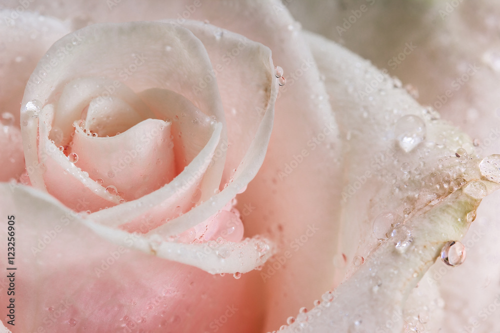Fototapeta premium Pink roses with water drops.