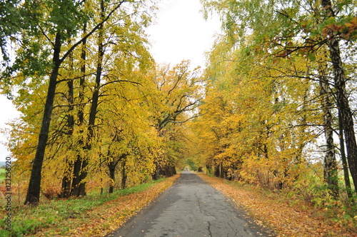 autumn road