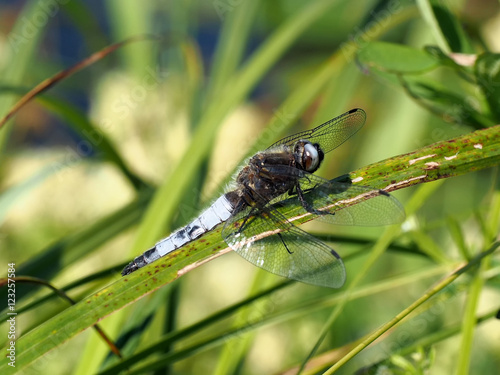 Scarce Chaser (Dragonfly) © shashinneko