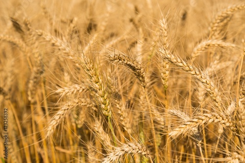 Detail of wheat field ready to be harvested. Selective focus © kviktor