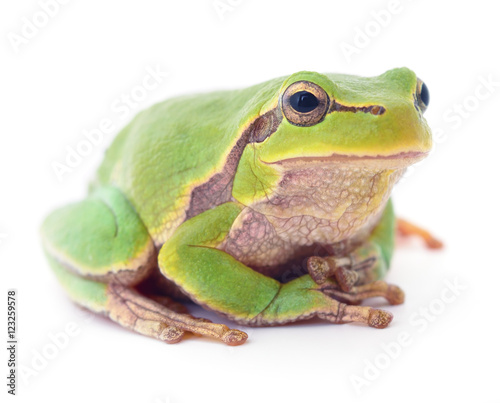 Green frog isollated.