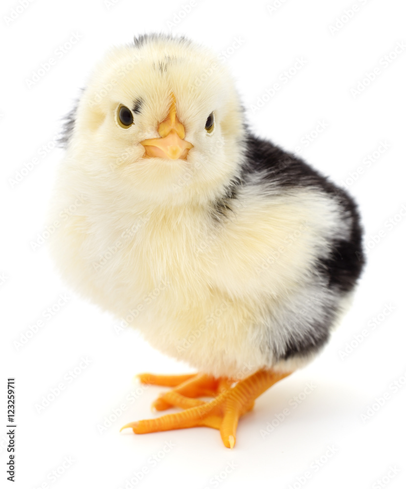 Small yellow chicken. Small yellow chicken.