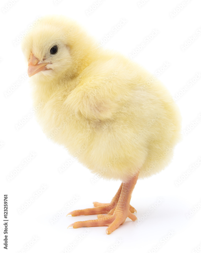 Obraz premium Small yellow chicken.