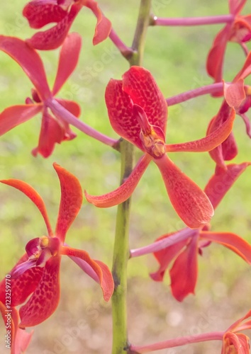 Red orchids bright  Kalsom  coccinea  philipinensis.