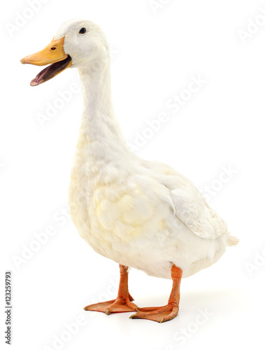 Obraz na płótnie Duck on white.