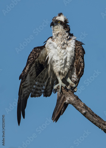 Osprey