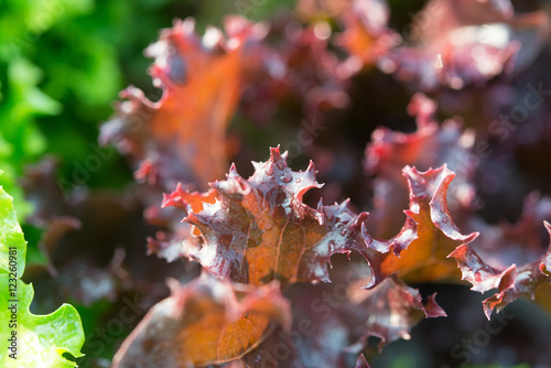 Salad leaf. Lettuce salad plant, hydroponic vegetable leaves