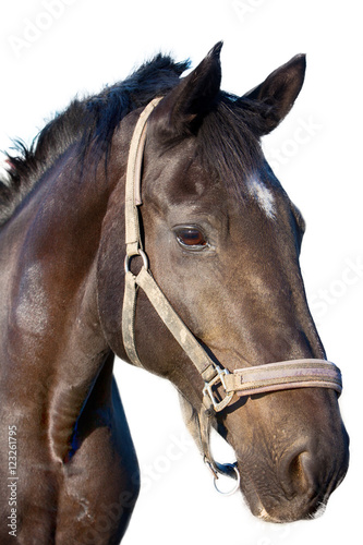 Horse isolated on white background