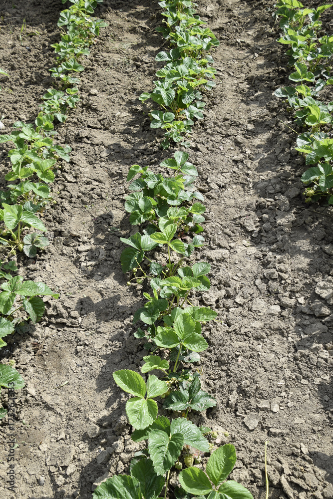 The bed of strawberries in the garden. Strawberry blossoms and bears fruit The bed of strawberries in the garden. Strawberry blossoms and bears fruit