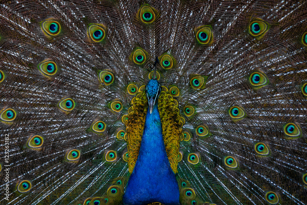 Obraz premium Amazing Peacock