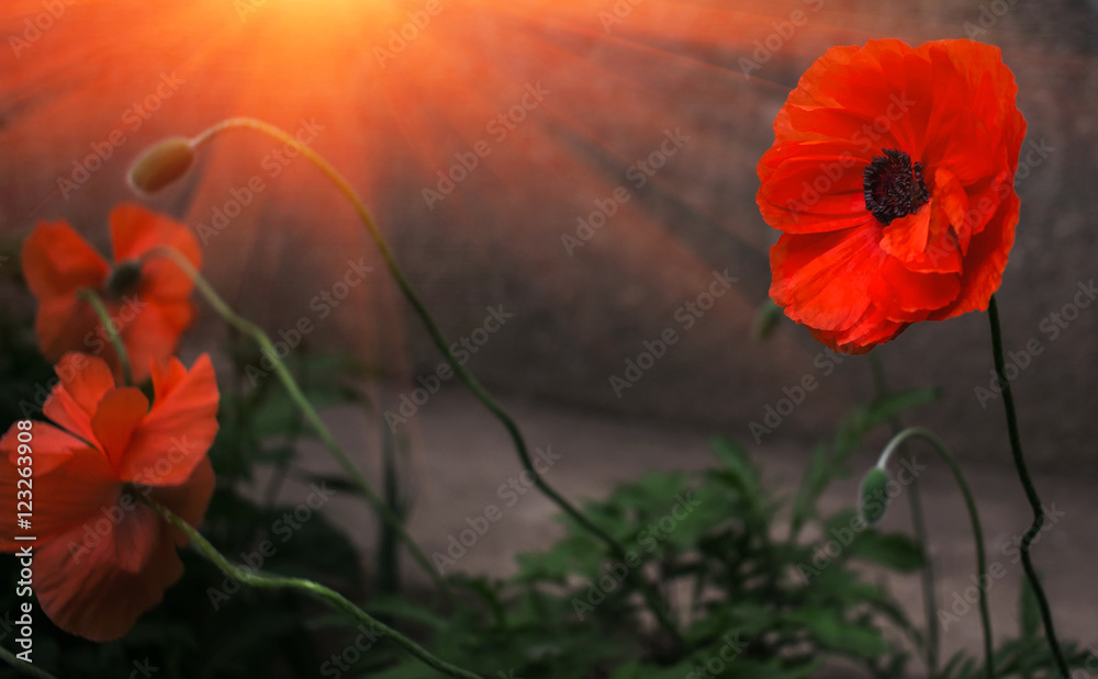 Fototapeta premium wild poppy flower in the sun. remembrance.