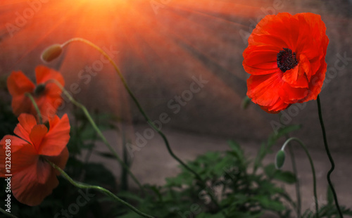 wild poppy flower in the sun. remembrance. photo