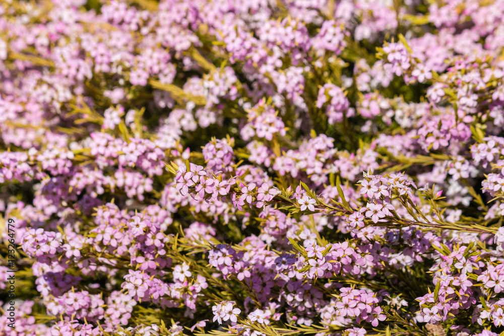 closeup of tiny pink bush flowers in bloom