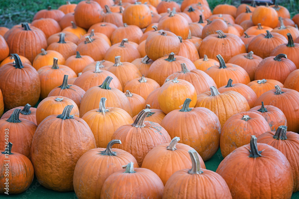 Pumkin Party Pumkin Party