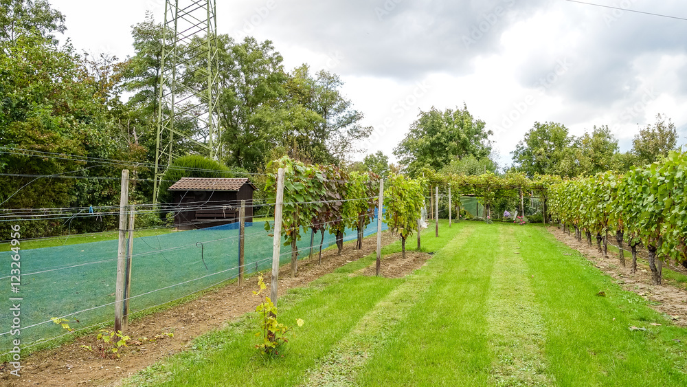 Weinberg und Strommast