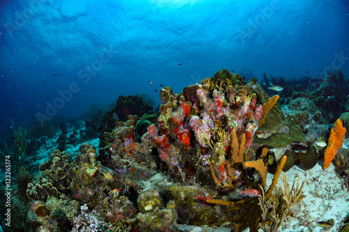 Fototapeta Naklejka Na Ścianę i Meble -  Colorful Coral Reef