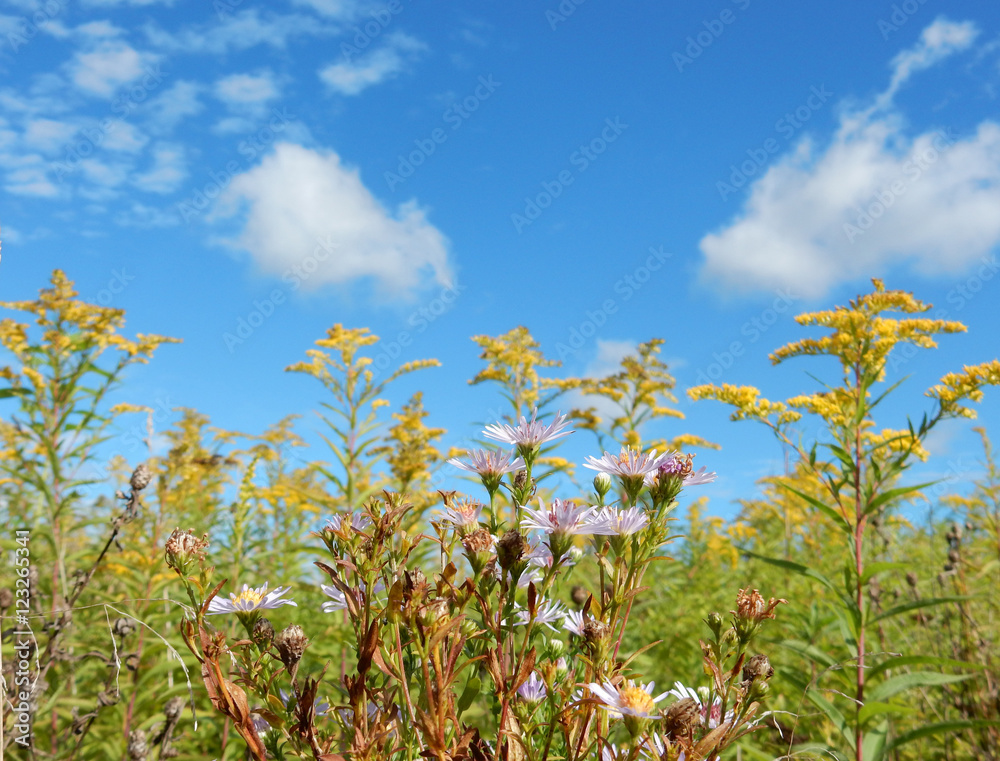 Colorful country field full of flowers and ears Colorful country field full of flowers and ears