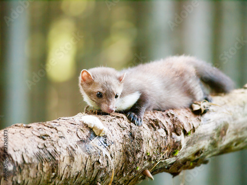 Stone marten lying on the log in forrest - Martes foina