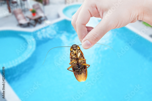 Woman's Hand holding cockroach on swimming pool background, eliminate cockroach in house and hotel