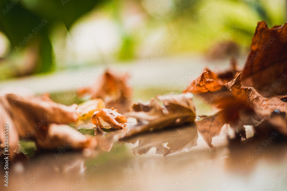 Fallen autumn leaves on the ground Fallen autumn leaves on the ground