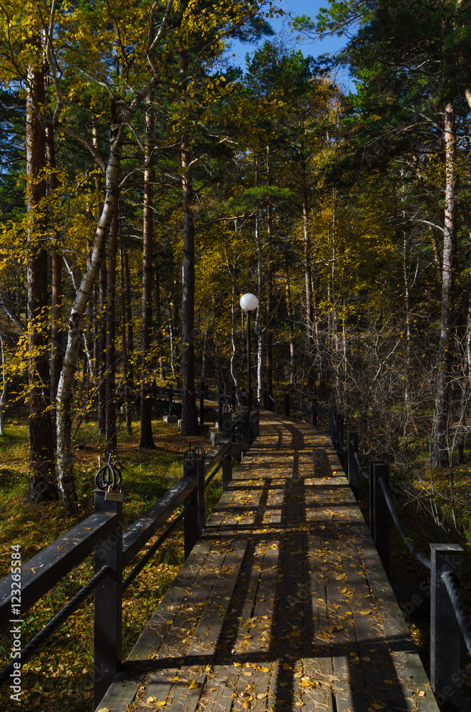 Obraz premium The bridge in the forest.