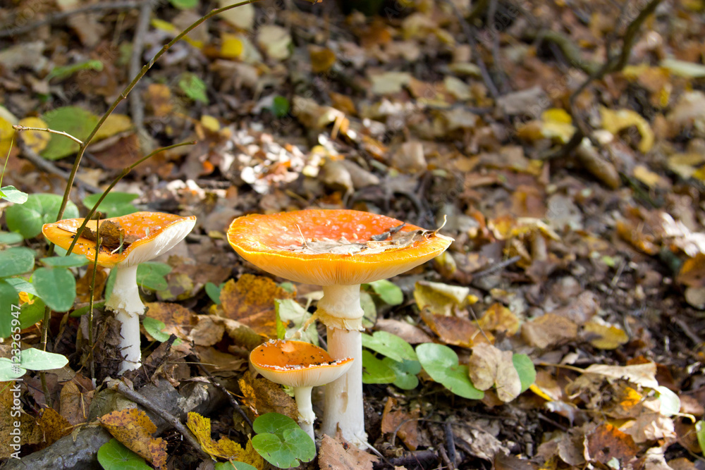 Toadstool (Amanita muscaria) mushroom near the forest tree close Toadstool (Amanita muscaria) mushroom near the forest tree close