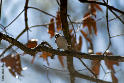 Songbird sitting on a tree limb.