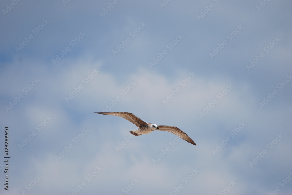Fototapeta premium Seagull in flight