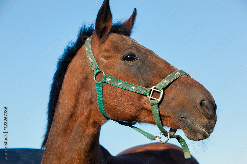 Fototapeta Outdoor profile head portrait of a thoroughbred dark brown horse with , halter and attentive facial expression in front of blue sky background.