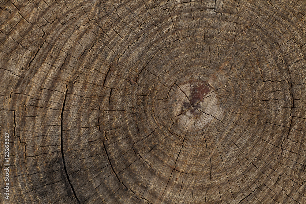 Naklejka premium odunculuk ve odun 