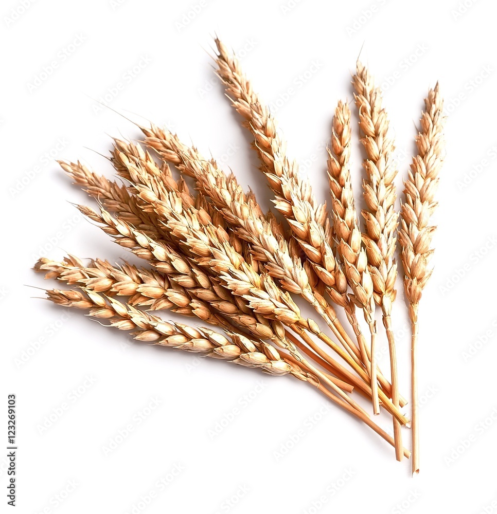 Fototapeta premium Wheat isolated