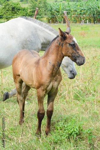 horse