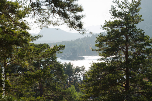  Pine forest on the background of high mountains.