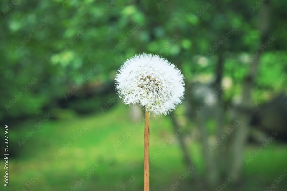 One dandelion on green blurry background. Nature