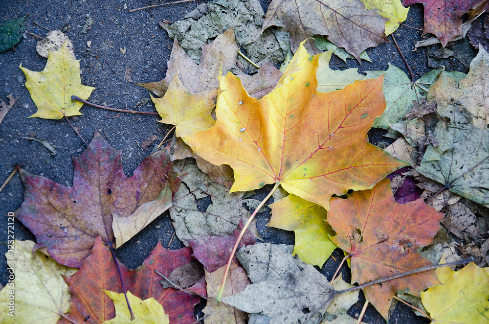 Maple leaves Maple leaves