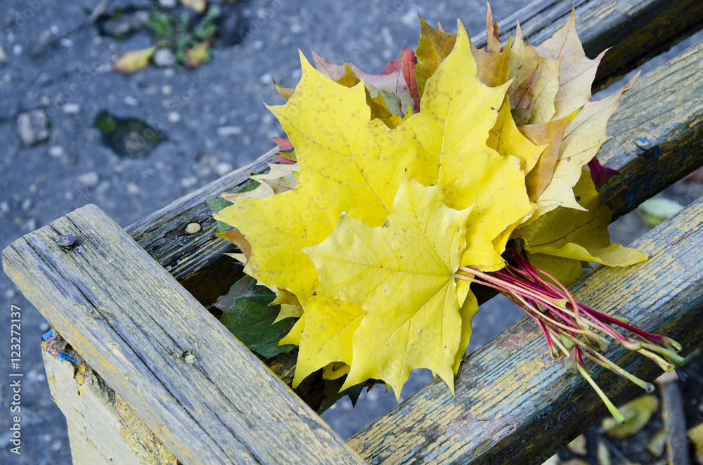 Obraz premium Maple leaves