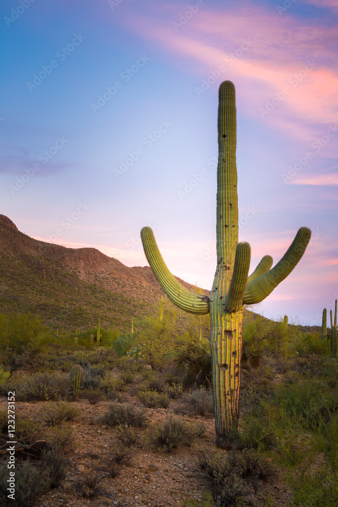 Arizona Desert Landscapes Arizona Desert Landscapes