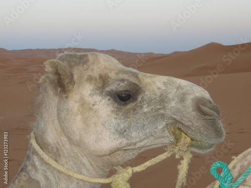 chameau blanc du desert