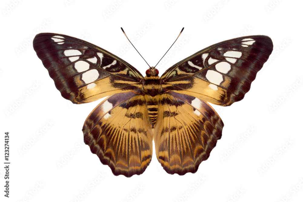 Fototapeta premium Butterfly Parthenos Sylvia