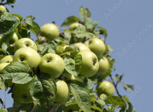 Apple tree branch with green apple fruits