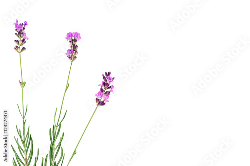 Lavender branches