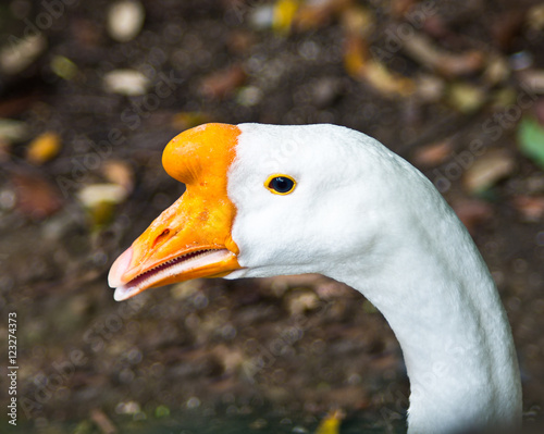 white duck with orange beak © pmmart