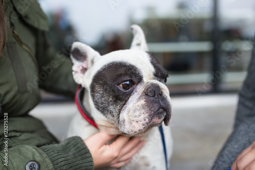 Fototapeta Naklejka Na Ścianę i Meble -  Adorable french bulldog with his owner