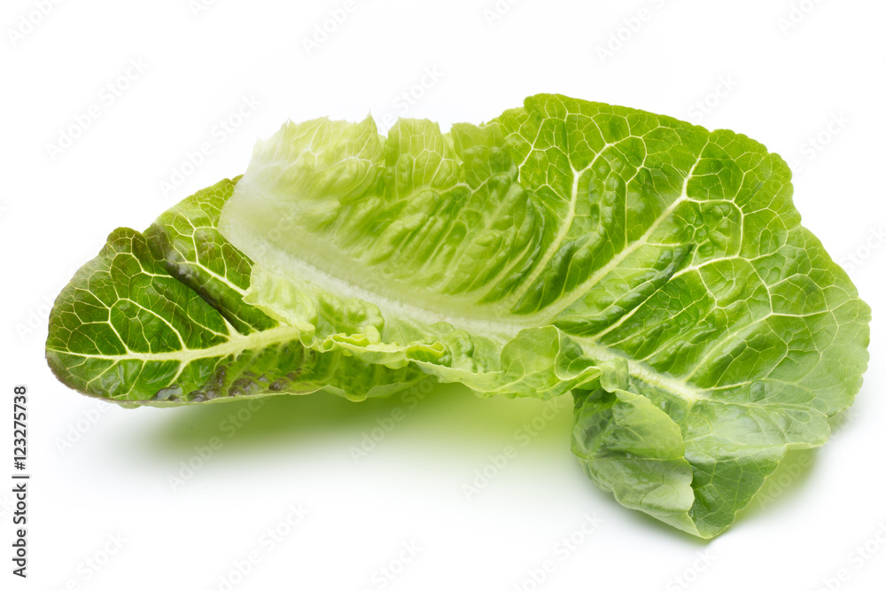 Oak Leaf lettuce isolated on white background. Oak Leaf lettuce isolated on white background.