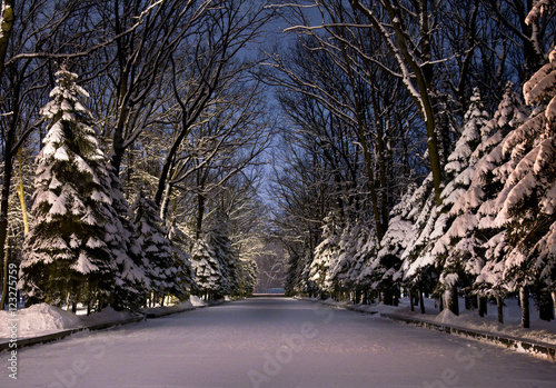 Beautiful Winter park at night